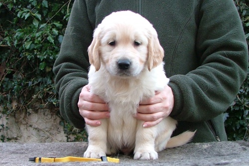 Zlat� retr�vr - golden retriever �t���tka s PP