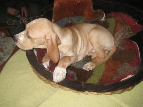 �t��ata pointera