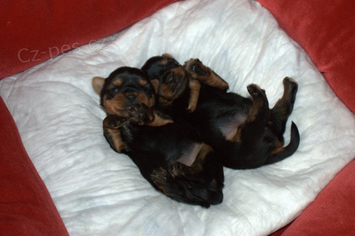 Jork��rsk� terier s PP