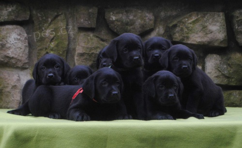 Labradorsk� retr�vr-�ern� �t�n�tka s PP