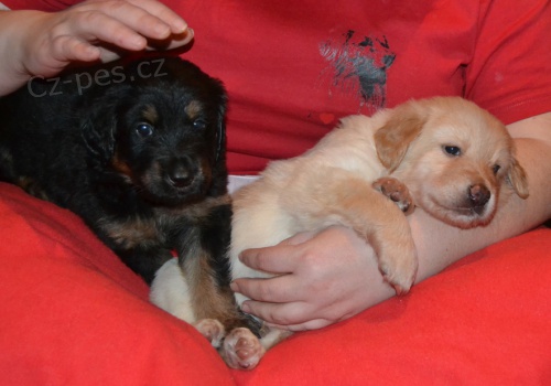 �t��ata hovawarta s PP