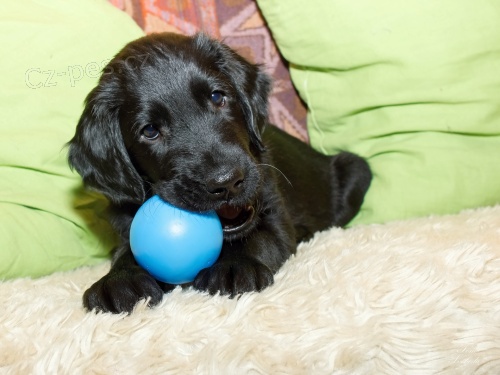 �t�n� Flat Coated Retrievera