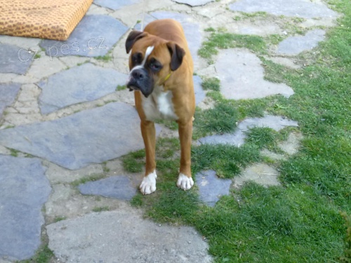 boxer ke kryt�