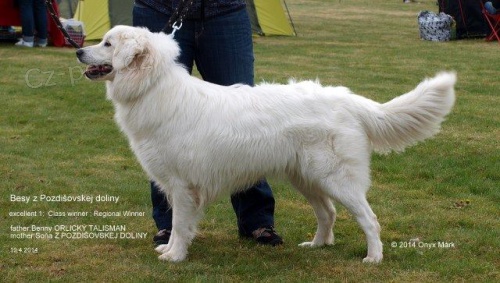 Slovenks� �uva� �t��ata s PP