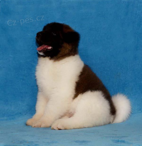 Americk� Akita s PP