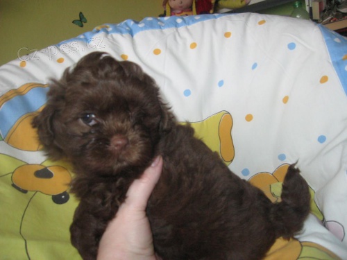 Barevn� bolo�sk� ps�k 