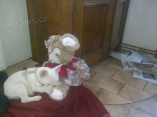 Nab�z�m �t�n� fr. buldo�ka