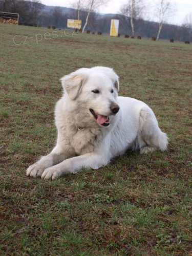 Slovensk� �uva� - bez PP