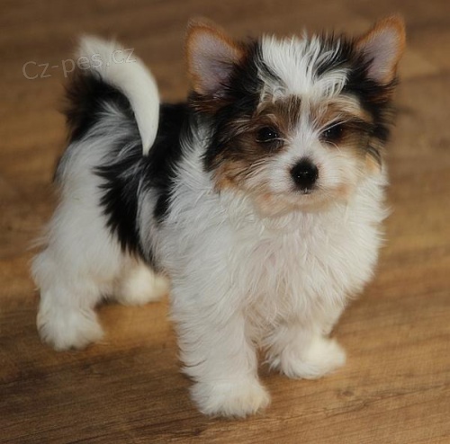 Jork��rsk� teri�r - biewer