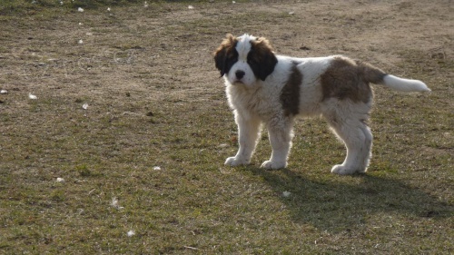 Moskevsk� str�n� pes