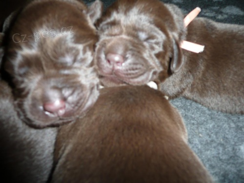 �okol�dov� �t���tka labradora s PP