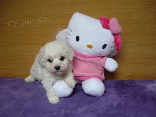 Bi�onek fris� s PP