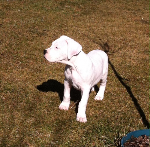 Argentinsk� doga pejsek s PP