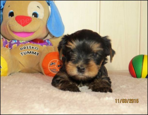 Jork��rsk� terrier s PP - fenka a pejsek