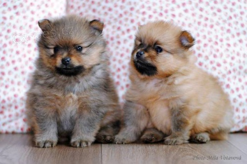 Mal� n�meck� �pic s PP