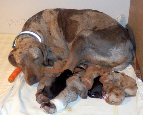 Louisiansk� leopard� pes s PP