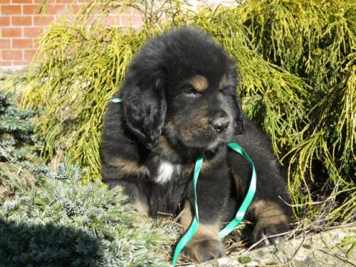 Tibetsk� doga s PP