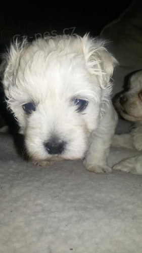 Prod�m �t���tka malt�z��k�