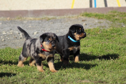 Beauceron - �t��ata s PP, odb�r na Velikonoce 