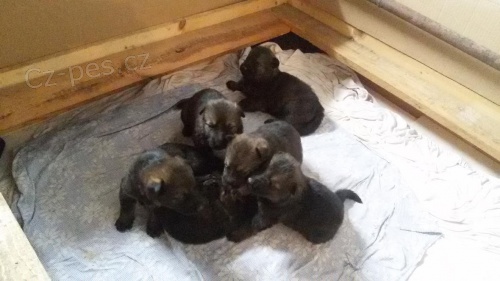 N�meck� ov��k - �t���tka 