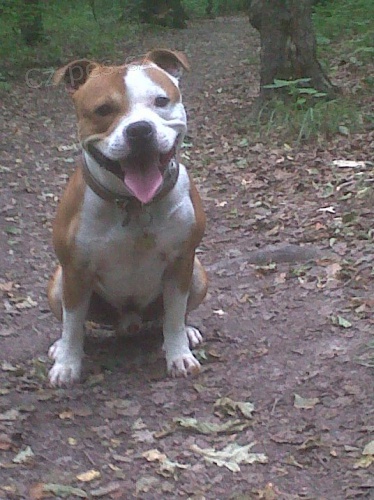 Stafbul�k s nab�dkou kryt�