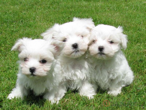 Koup�m �t�n� malt�za�ka,fene�ku