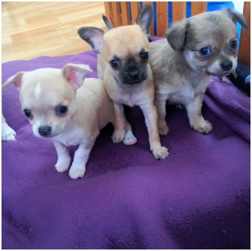 Chihuahua - �ivava