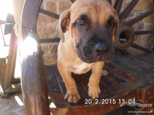 Kan�rsk� doga - �t���tka