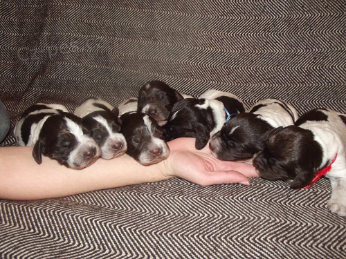 �T��ATA - N�MECK� K�EPEL�K