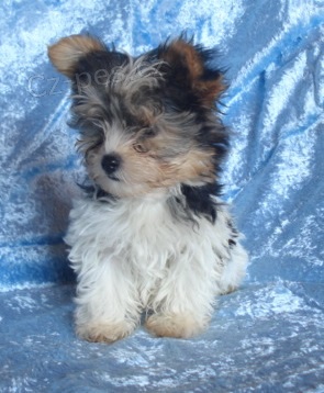 Biewer yorkshire terrier - �t���tka s PP