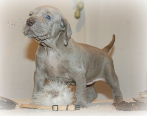 V�marsk� oha� kr. - posledn� voln� �t���tka