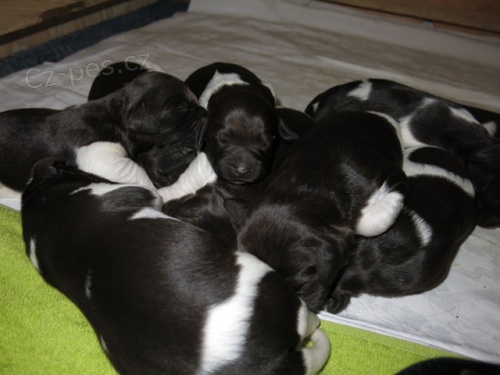 �t��ata mal� m�nsterlandsk� oha�