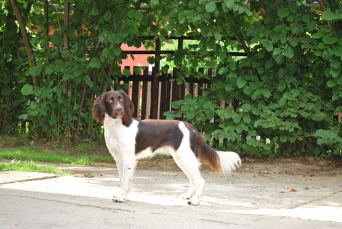 �t�n�Mal�ho m�nsterlandsk�ho oha�e 