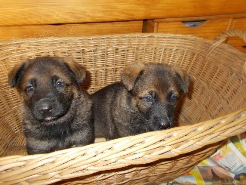 Prod�m �t��ata NO s PP