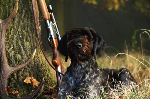 Prod�m �t��ata NDO s PP (N�meck� oha� dr�tosrst�)