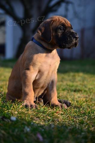 N�meck� doga �lut�, ��han� s PP