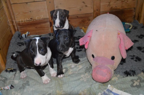 Bullteri�r - kr�sn� �t���tka