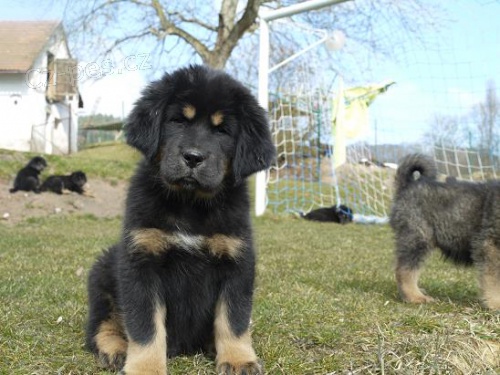 TIBETSK� DOGA S PP