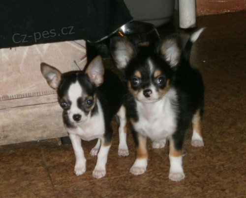 �ivav� kluci s PP