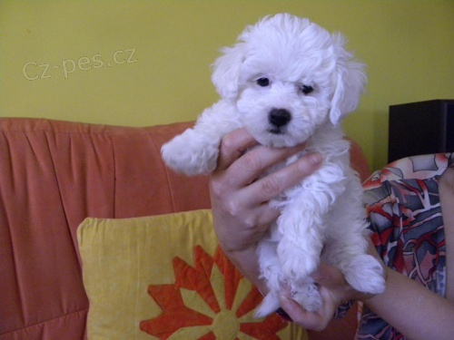 Prod�m �t�n� bolo�sk�ho ps�ka s PP