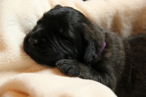 �t��ata Leonberger