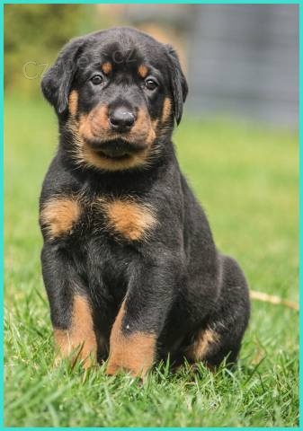 Beauceron - �t���tka s PP