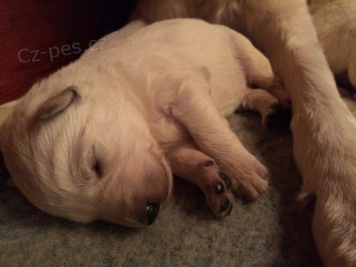 Nab�z�me �t���tka B�l�ho �v�carsk�ho ov��ka