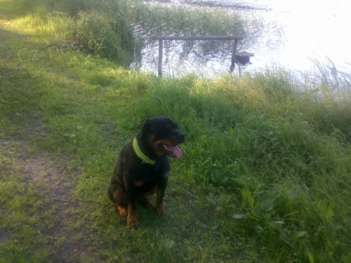 Nab�z�m 3 let�ho psa rottweiler kastrovan�