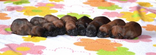 Grifonek & brabant�k s PP