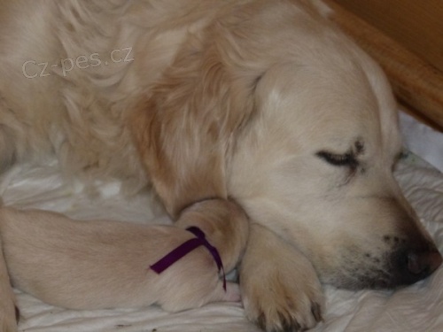 �t��ata Golden Retriever s PP