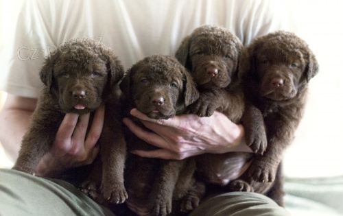 CHESAPEAKE BAY RETR�VR