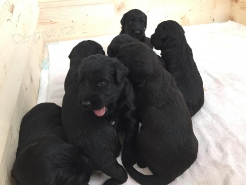 Briard �t���tka