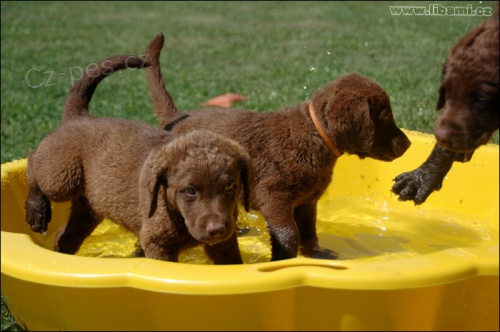 Chesapeake bay retr�vr