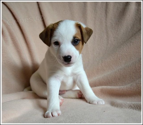 Zad�me �t��ata Parson Russel